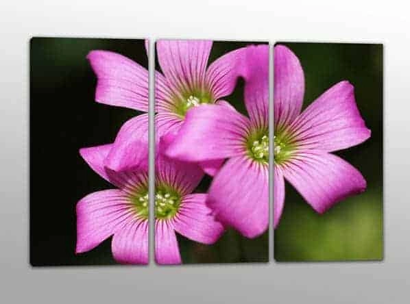 quadri moderni fiori rosa