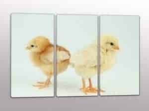 quadri moderni pulcini