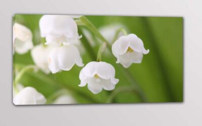 quadro moderno fiori bianchi