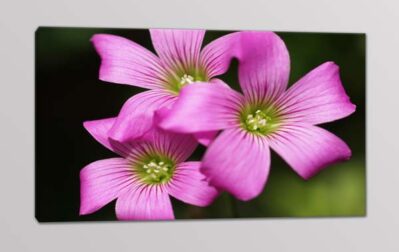 quadro moderno fiori rosa