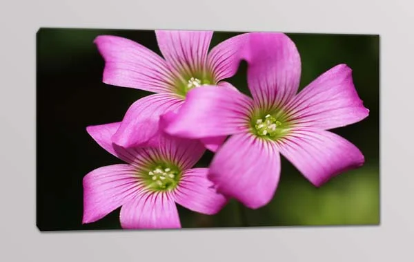 quadro moderno fiori rosa