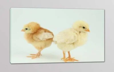 quadro moderno pulcini