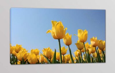 quadro moderno tulipani gialli