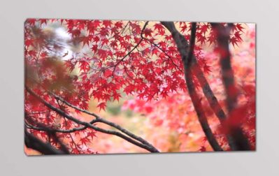 quadro moderno natura alberi