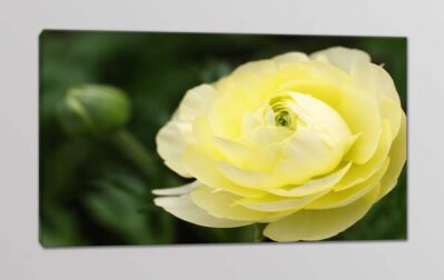 quadro moderno rosa gialla