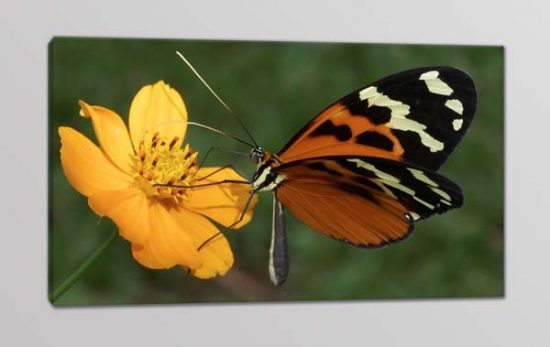 quadro moderno farfalla fiore