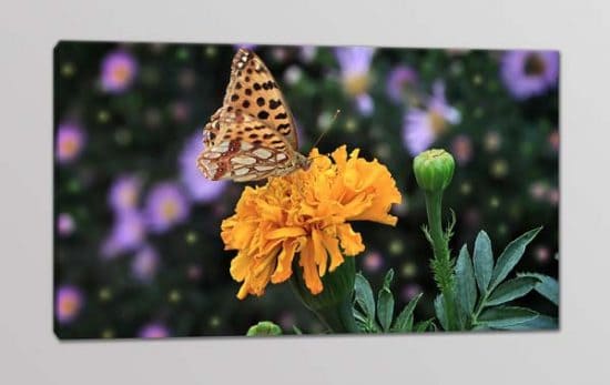quadro moderno fiore farfalla