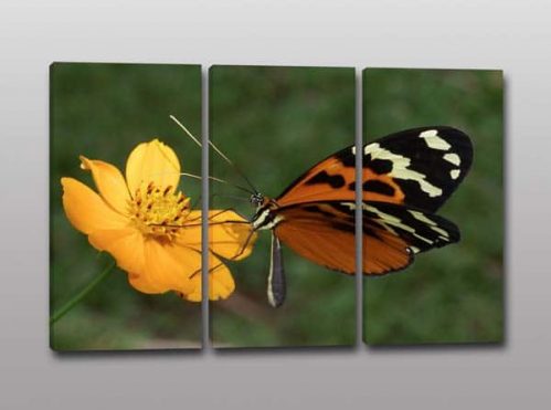tris quadri moderni farfalla fiore