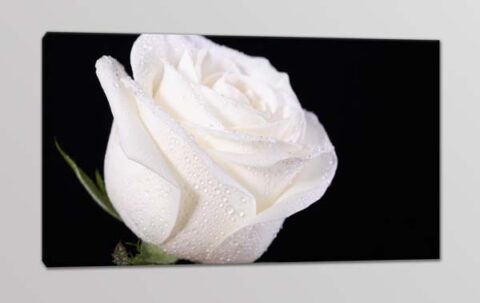 quadro moderno fiore rosa bianca