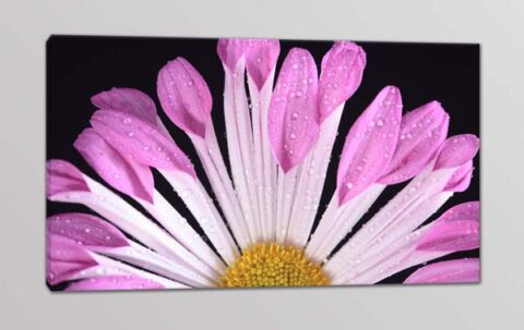 quadro moderno fiore stampa tela