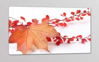 quadro moderno natura morta