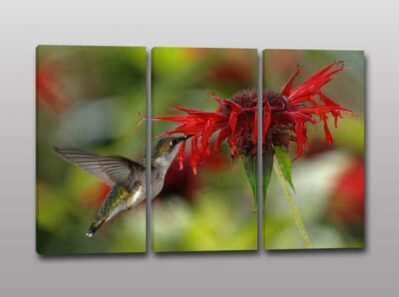 Tris quadri moderni colibrì fiore