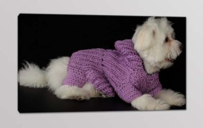 quadro moderno cane maltese