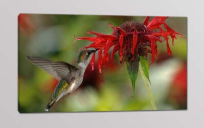 quadro moderno colibrì fiore