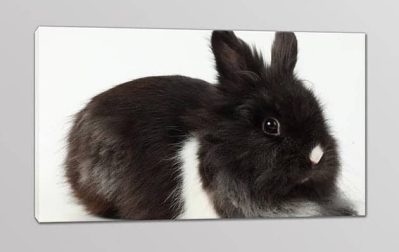 quadro moderno stampa coniglietto