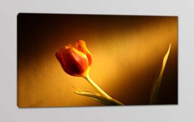 quadro moderno stampa fiore tulipano