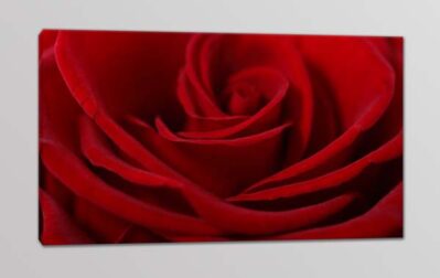 quadro moderno rosa rossa stampa fiore