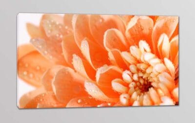 Quadro moderno stampa fiore arredo