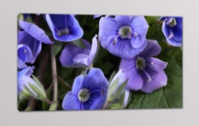 Quadro moderno arredo stampa fiori