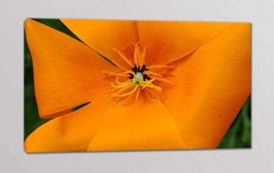 Quadro moderno fiore stampa digitale tela