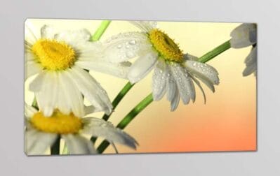 Quadro moderno fiori margherite stampa tela