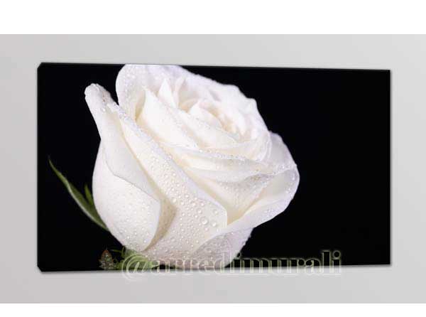 Rosa bianca quadro moderno di Arredi Murali